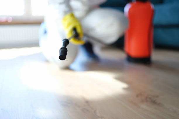 Best Mold Damage Restoration  in Egypt, AL