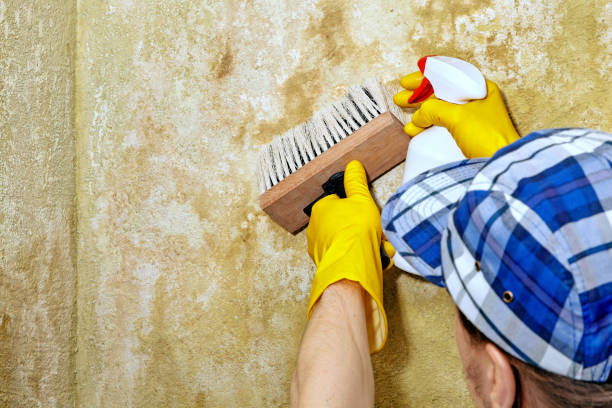 Reliable Egypt, AL Mold Removal Solutions