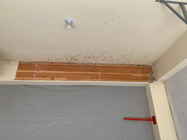 Best Comprehensive Air Testing for Mold Contaminants  in Egypt, AL