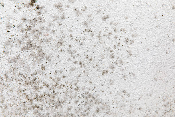 Best Dehumidification Services  in Egypt, AL