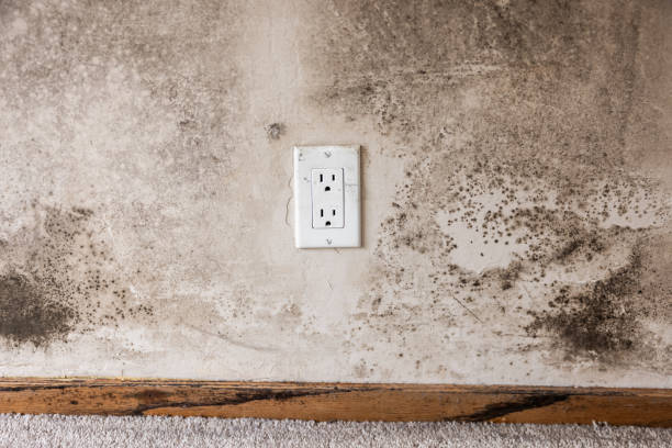 Best Mold Remediation for Healthcare Facilities  in Egypt, AL