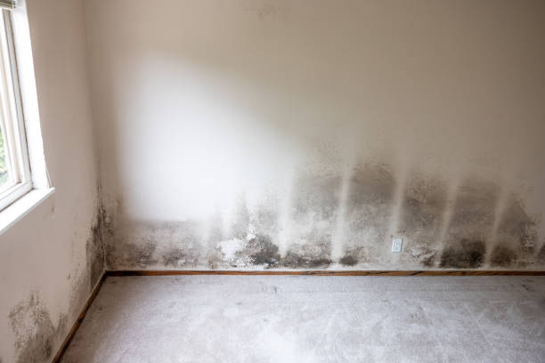 Mold Removal for HVAC Installations in Egypt, AL